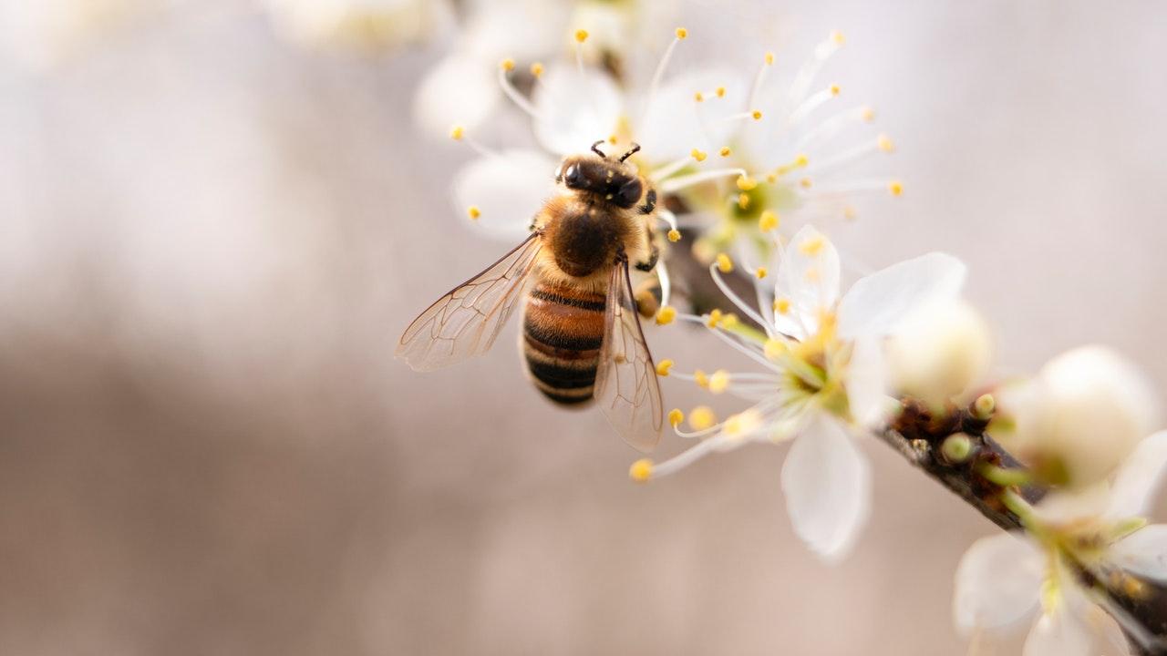 Katka (33): Na včelárstve je najkrajšie všetko