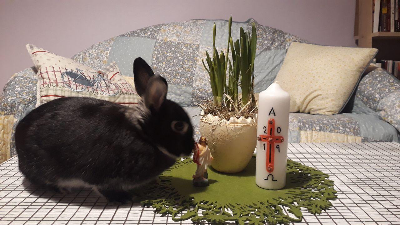 Môže ma zajko učiť o Bohu?
