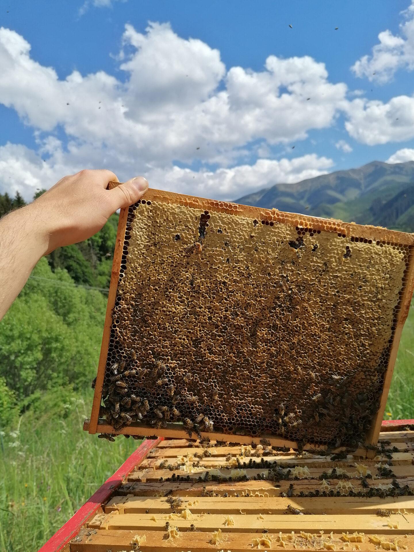 Včelár Peter Jánošík: Svet bez včiel by bol svetom bez nás
