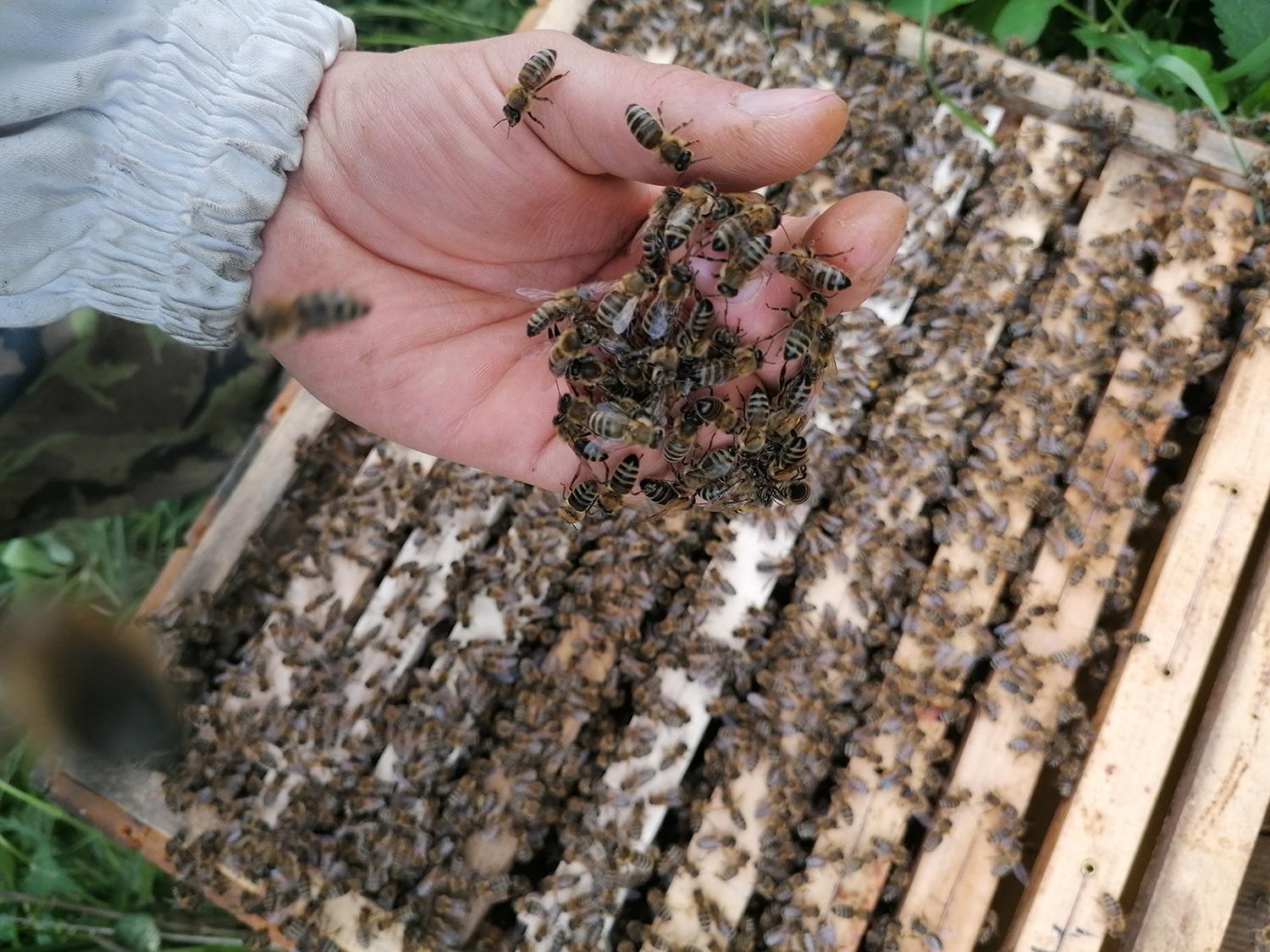 Včelár Peter Jánošík: Svet bez včiel by bol svetom bez nás